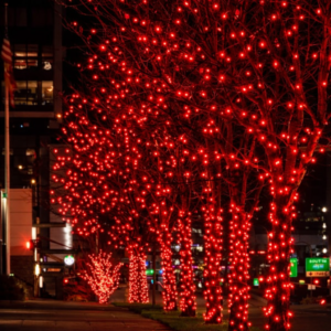 Outdoor park with trees decorated in cascading white Christmas lights at night