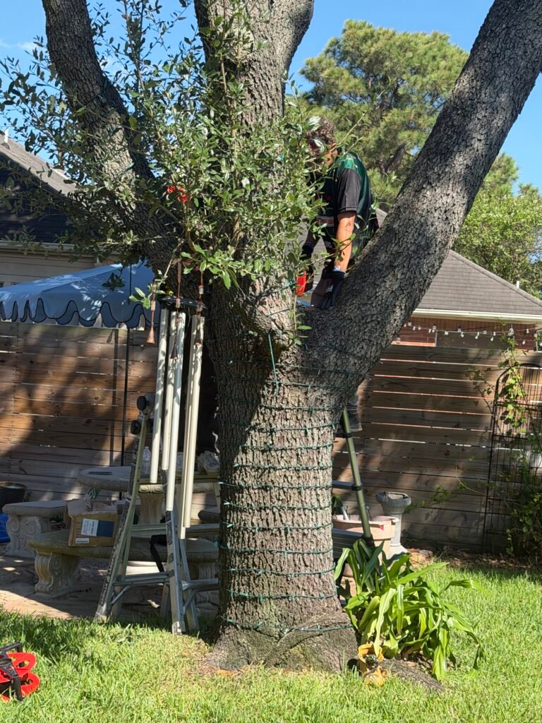Lone Star Christmas Lighting tree wrapping Christmas lights in Spring, TX (photo 1)