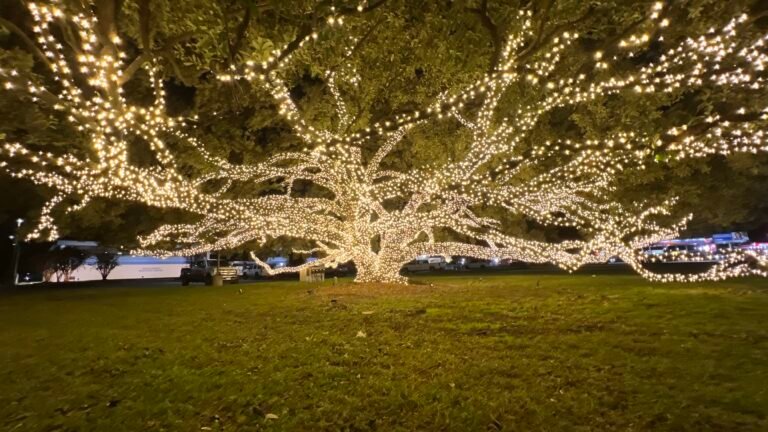 Christmas Lights Decoration tree wrapping Christmas lights in Pearland, TX (photo 1)