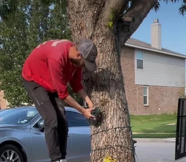 Installer wrapping a tree trunk with Christmas lights