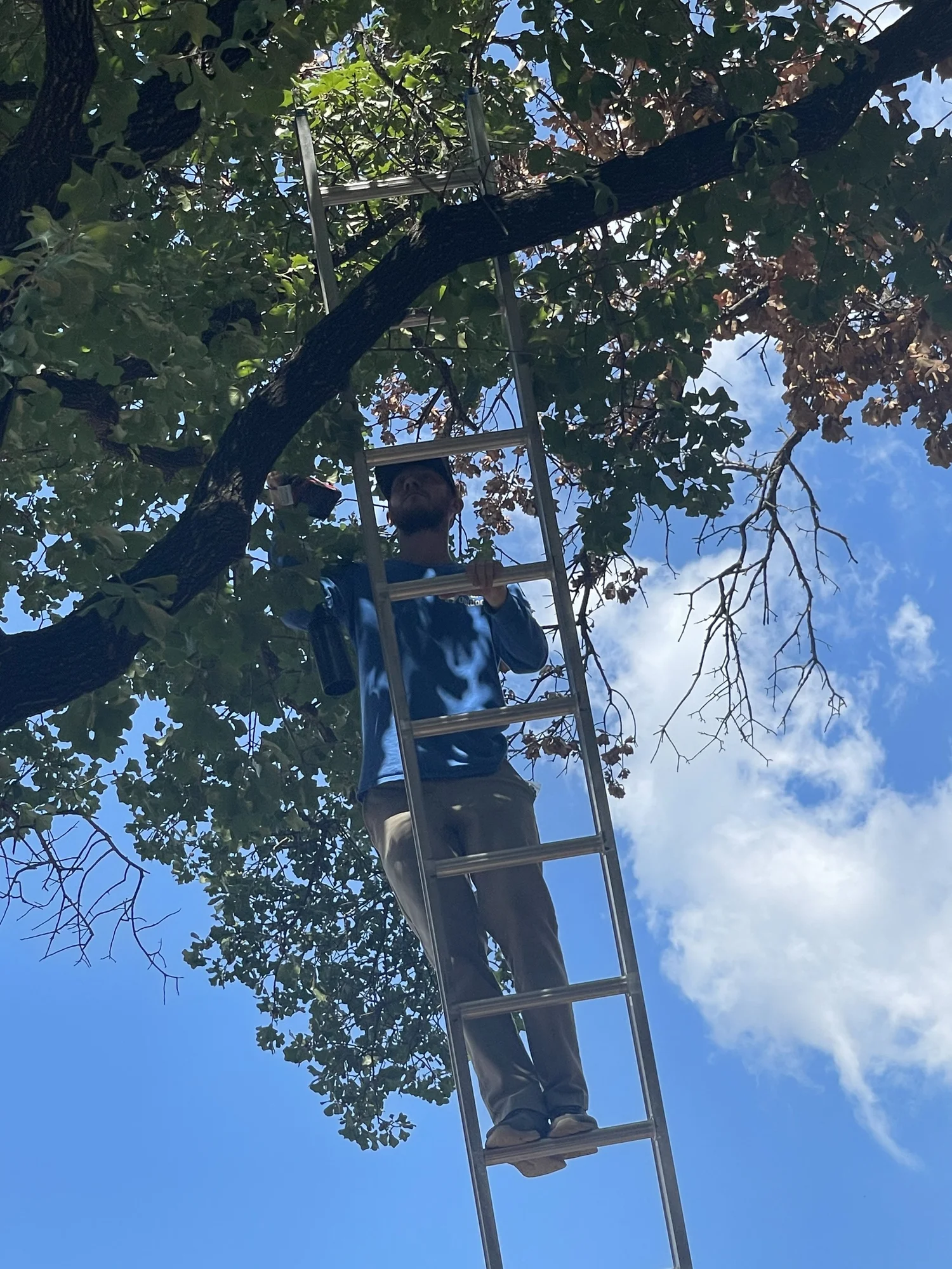 Installer on a ladder wrapping a tree with Christmas lights