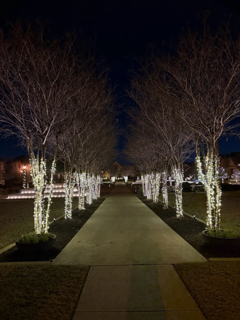 Tree-lined walkway with trunks wrapped in white Christmas lights